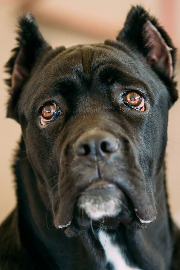 What's the Best Way to Create a Whelping Box for a Pregnant French Bulldog?